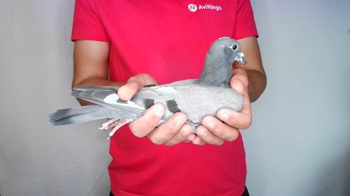 Pigeon image