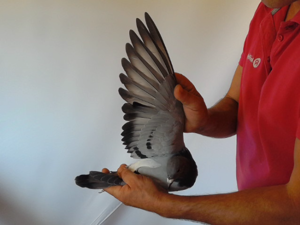 Pigeon image