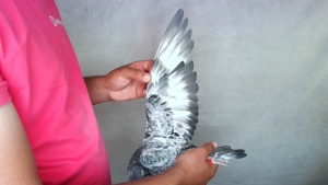Pigeon image