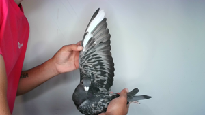 Pigeon image