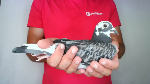 Pigeon image