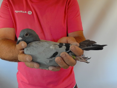 Pigeon image