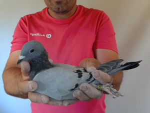 Pigeon image