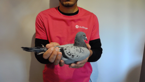 Pigeon image