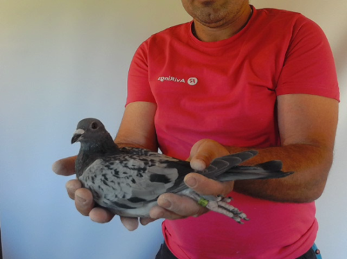 Pigeon image