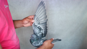 Pigeon image