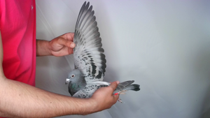 Pigeon image