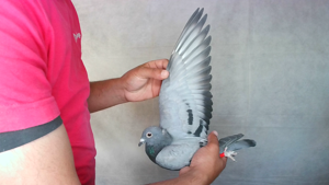 Pigeon image