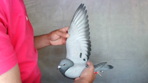 Pigeon image