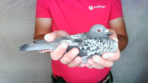 Pigeon image