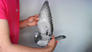 Pigeon image