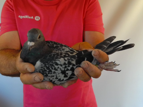 Pigeon image