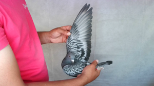 Pigeon image