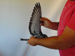 Pigeon image