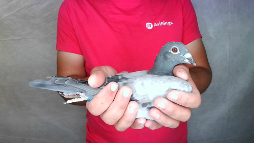 Pigeon image