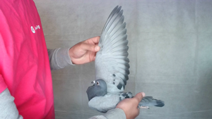 Pigeon image