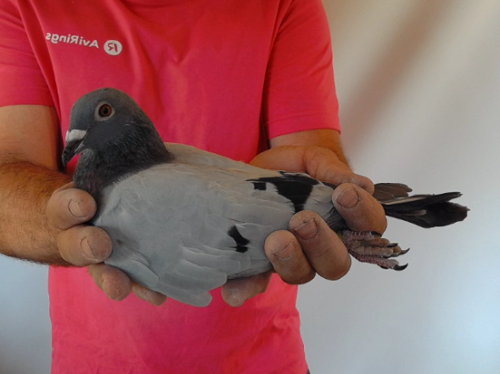 Pigeon image