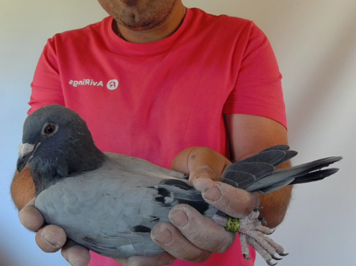 Pigeon image