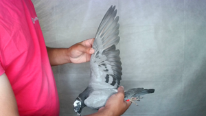 Pigeon image