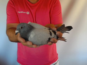 Pigeon image