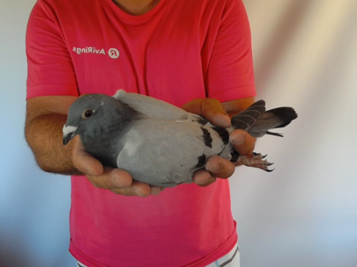 Pigeon image