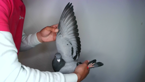 Pigeon image