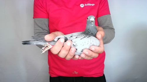 Pigeon image