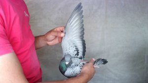 Pigeon image