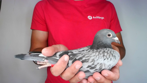 Pigeon image