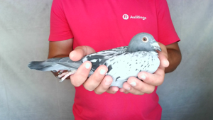 Pigeon image