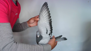 Pigeon image