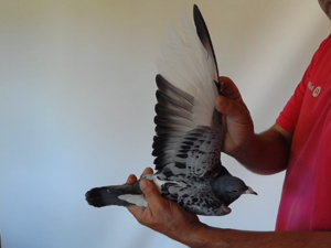 Pigeon image