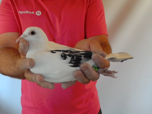 Pigeon image