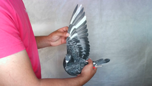 Pigeon image