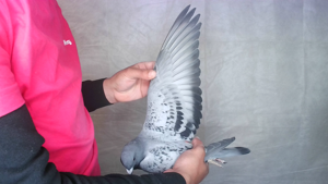 Pigeon image