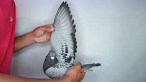 Pigeon image