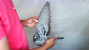 Pigeon image