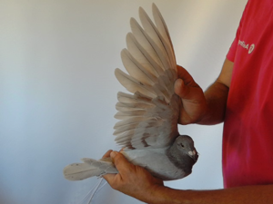 Pigeon image