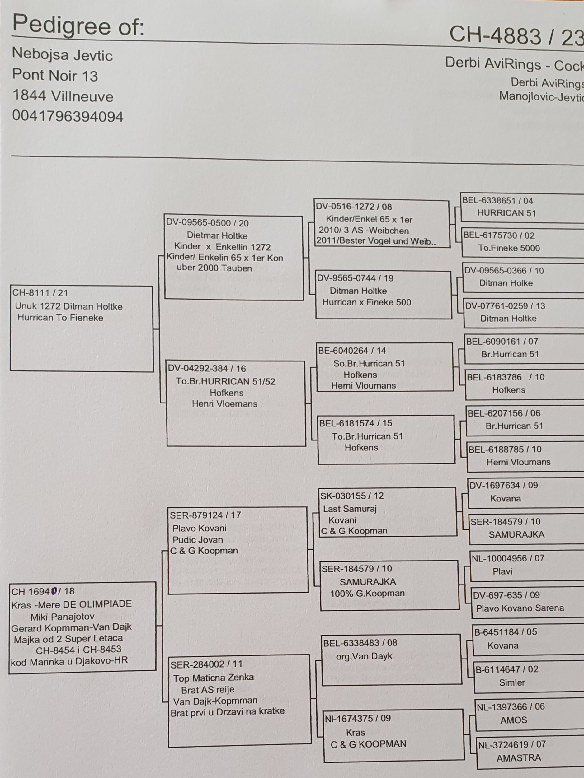 Pigeon pedigree image