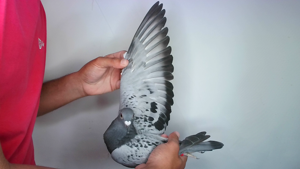 Pigeon image