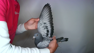 Pigeon image
