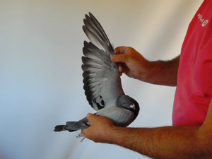 Pigeon image