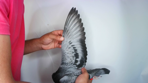 Pigeon image
