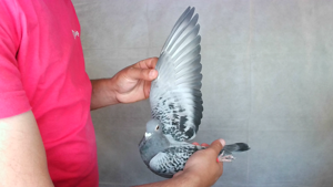 Pigeon image