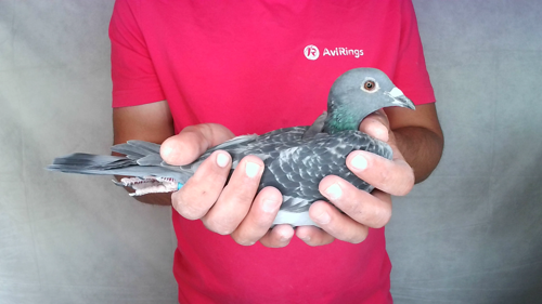 Pigeon image