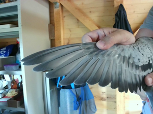 Pigeon image