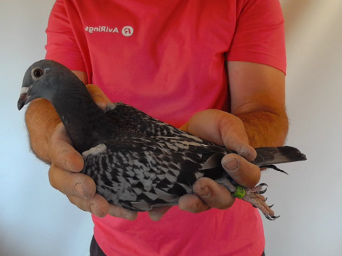 Pigeon image