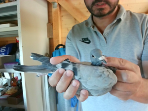 Pigeon image