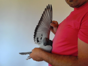 Pigeon image