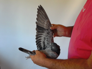 Pigeon image